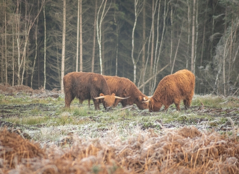 Highland cattle - Nathan Millar