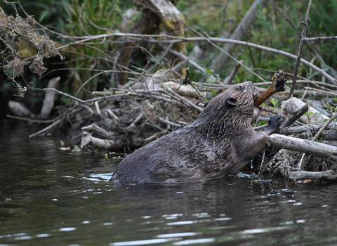 Beaver - David Parkyn/ Cornwall Wildlife Trust