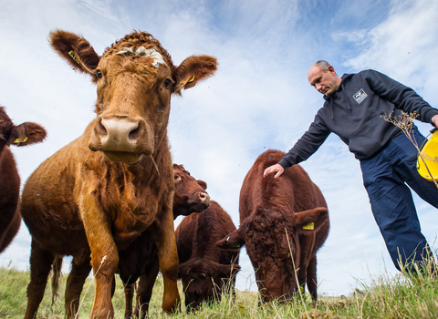 Farmer and cattle - Matthew Roberts