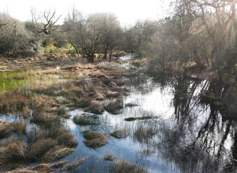 Wetland - Billy Heaney