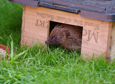 hedgehog - Gillian Day