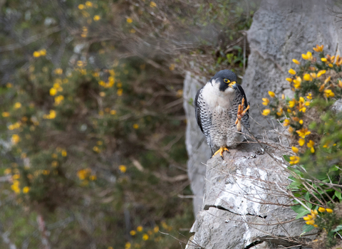 Peregrine_falcon_BillyHeaney