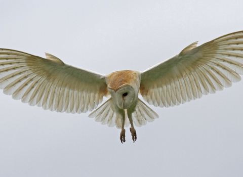 Barn owl - Russell Savory