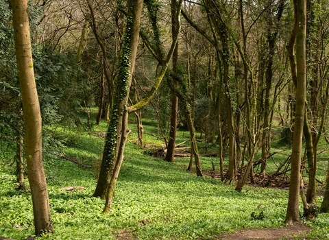 BoxWood_NathanMillar