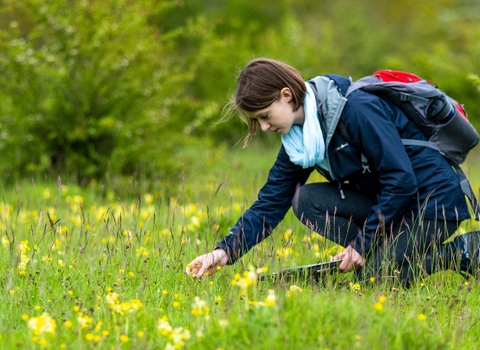 Person kneeling examining flowery grass.