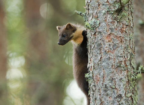 Pine marten (c) Terry Whittaker