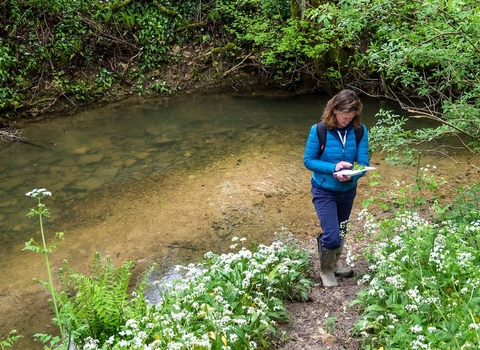 Woman surveying by small river