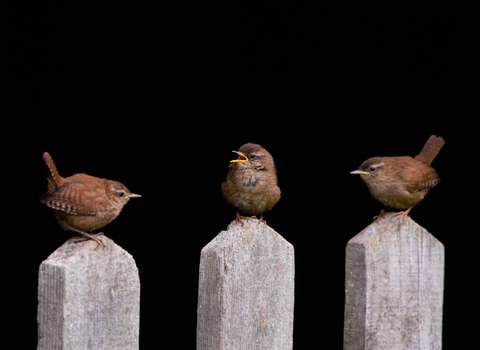 Three wrens sitting on wooden posts