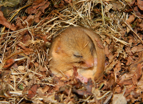 Dormouse (c) Elizabeth Pimley