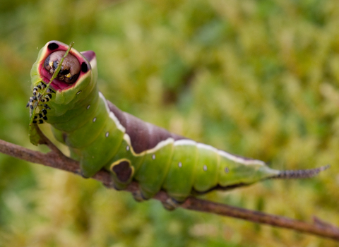 Puss moth caterpillar