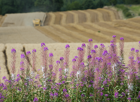 Crops being harvested in the blurred background with fireweed flowers in focus in the foreground