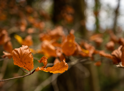 Autumn leaves