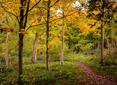 Autumn leaves at Frith Woods