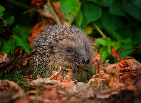 Hedgehog nesting in pile of dead leaves