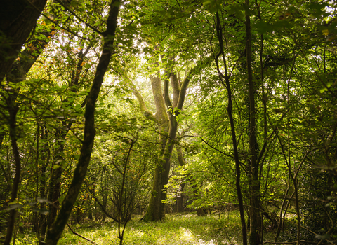 sunlight through the leaves of a woodland