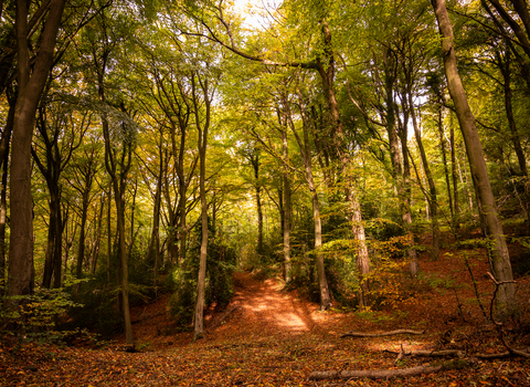 Beech woodland of Coopers Hill