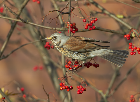 Fieldfare amidst autumnal red berries