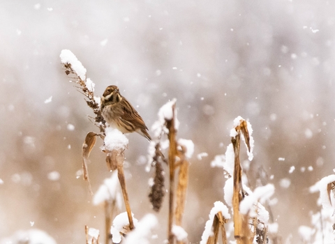 Reed Bunting in the snow in Tewkesbury