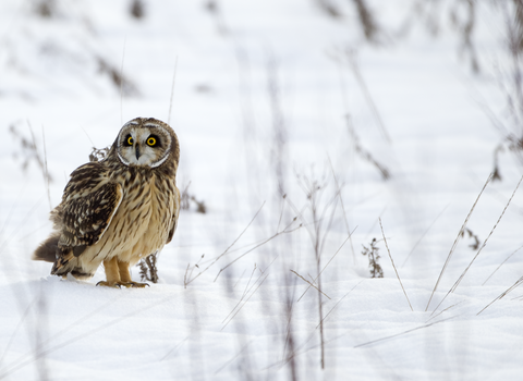 Short-eared owl in the snow