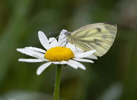 Green veined white butterfly feeding from a ox-eye daisy