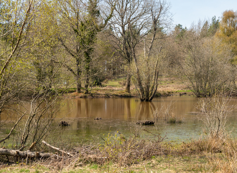 The wetland of Wigpool