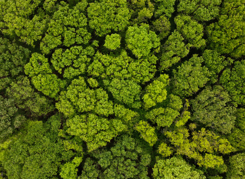 Forest and trees from above, Collin Park Wood
