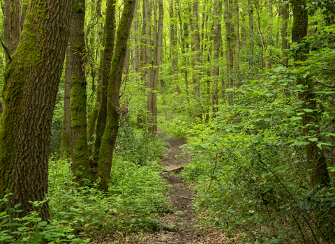Forested path at Collin Park Wood