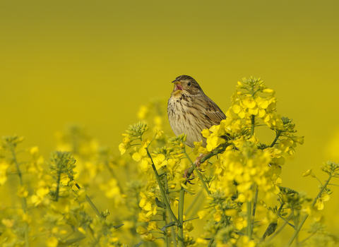 Corn bunting in oilseed rape crop at arable farm