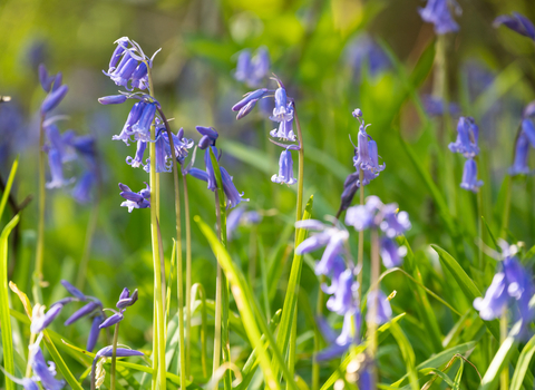 Lower Woods bluebells