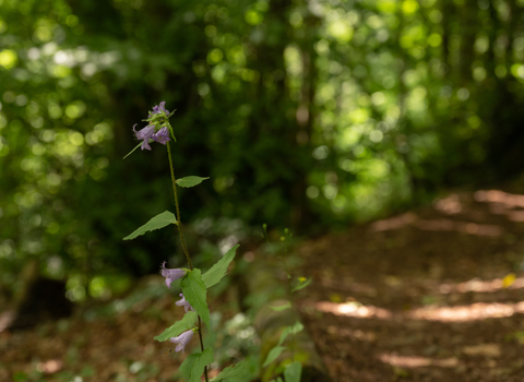 Woodland flower at Old London Road