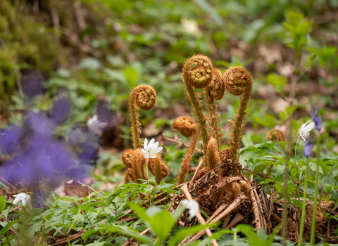 Ferns amidst bluebells at Ridley Bottom nature reserve