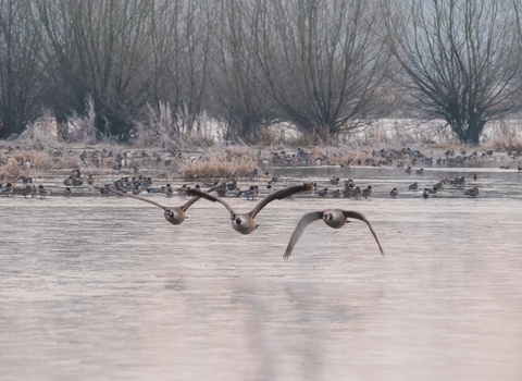 Waterfowl flying over water at Ashleworth Ham nature reserve