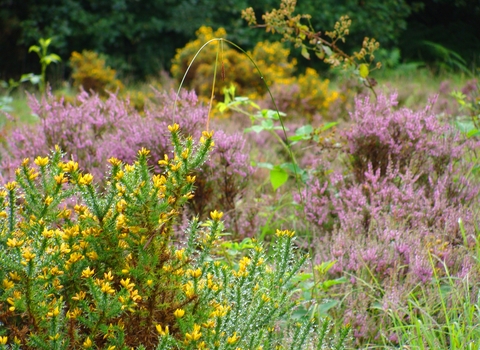 Heather and gorse flowering at Edgehills Bog