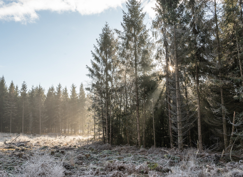 Winter sunlight filtering through fir trees