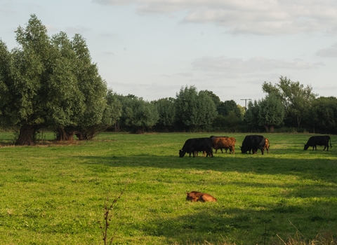 Chaceley Meadow (c) Nathan Millar