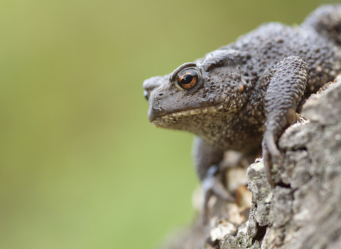 Common toad on a log with a green background