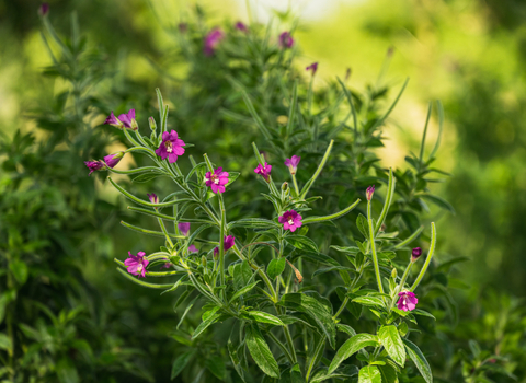 Great willowherb