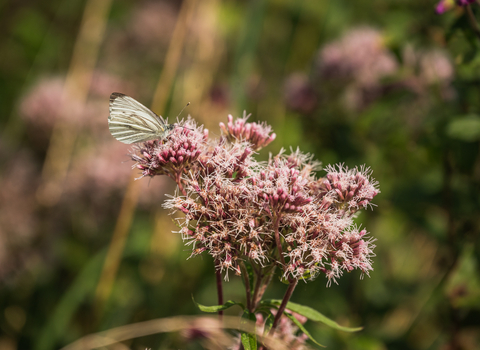 Green-veined white butterfly on pink hemp agrimony