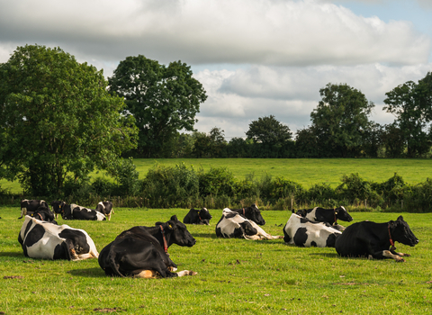Dairy cows at Greystones Farm