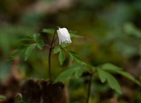 Wood anemone in Lower Woods