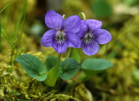 The purple flowers of the common dog violet