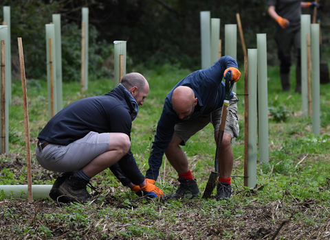 Corporate tree planting