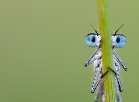 Damselfly peeking out from behind a reed