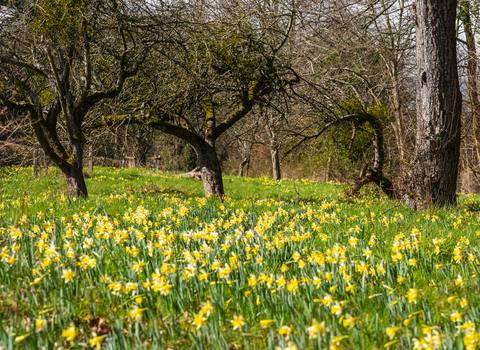 Wild daffodils at Gwen & Vera's Fields