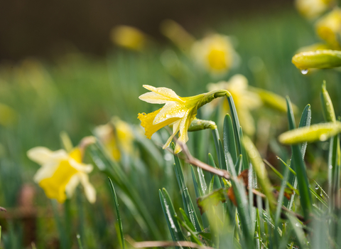 Wild daffodils at Ketford Banks