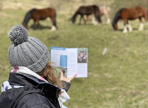 A woman exploring Daneway Banks using the new Nature Reserve Guide