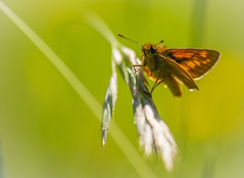 Little skipper perched on a stem of grass