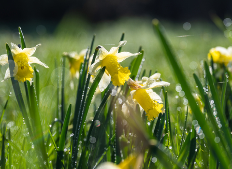 Wild daffodils at Vell Mill Daffodil Meadow