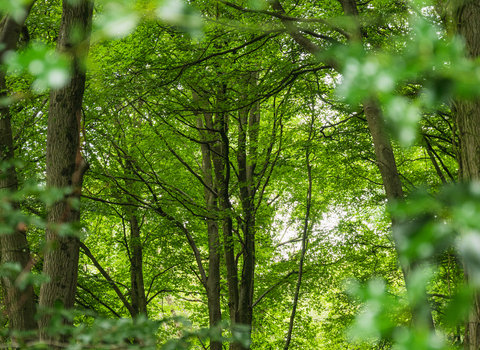 A view through the trees at Coopers Hill nature reserve