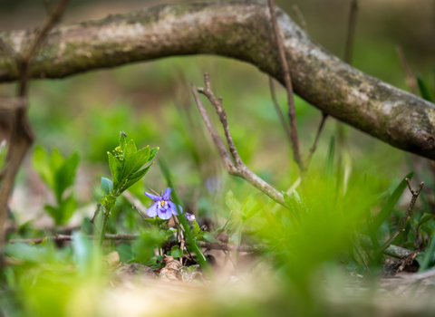 Violet flower at Crickley Hill